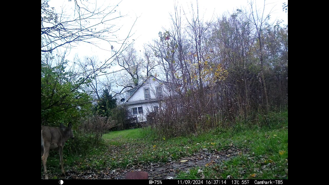 Deer Cam Spooked 11-09-2024