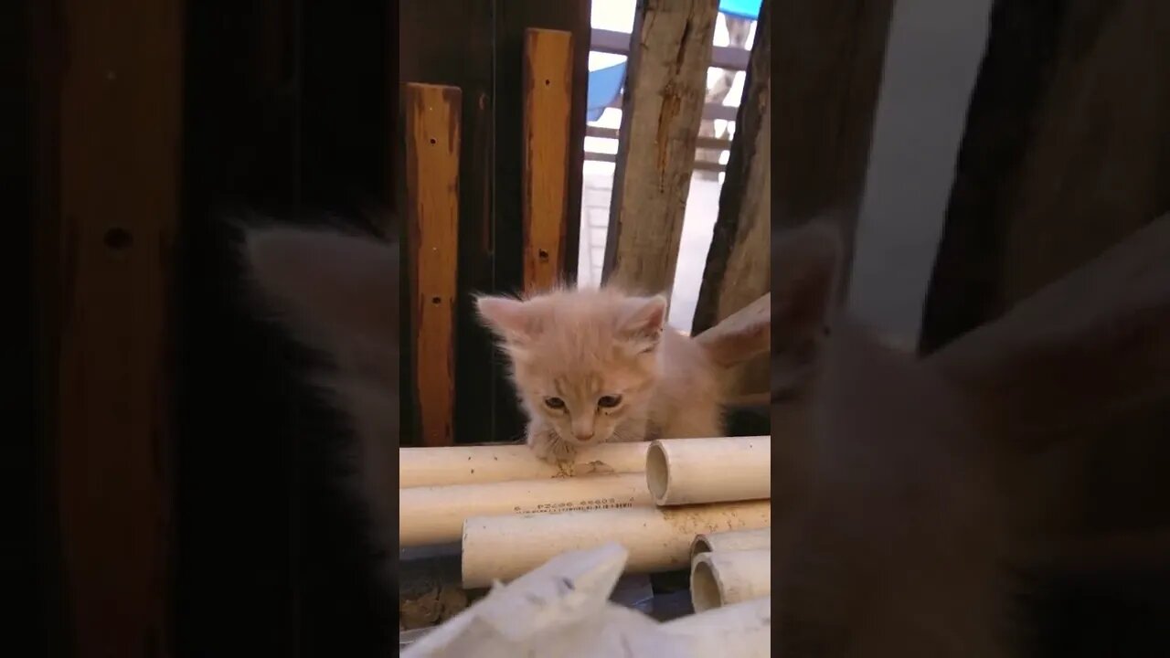KUCING LUCU #PART 47