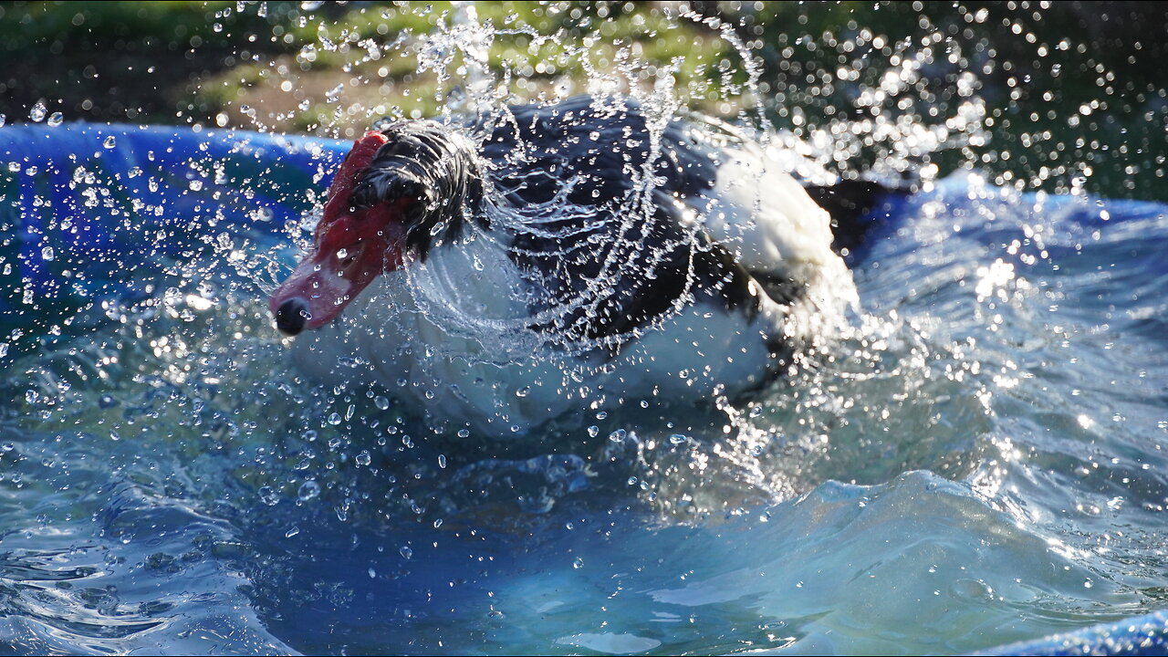 Quirky & Determined Ducks Prance Around Like Princes