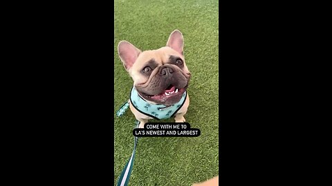 LA SouthPark Dog Park | Mochi The French Bulldog