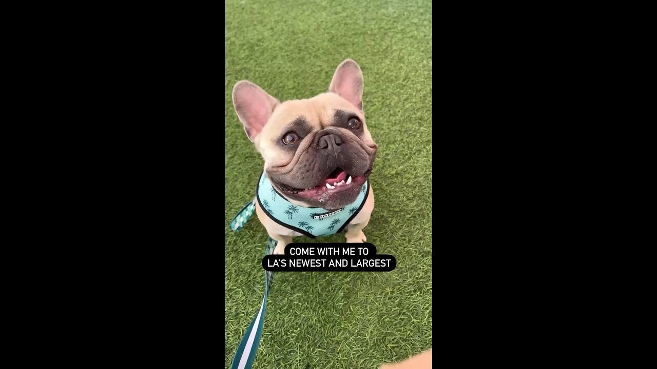 LA SouthPark Dog Park | Mochi The French Bulldog