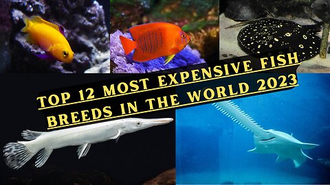 Top 12 Most Expensive Fish Breeds In The World 2023