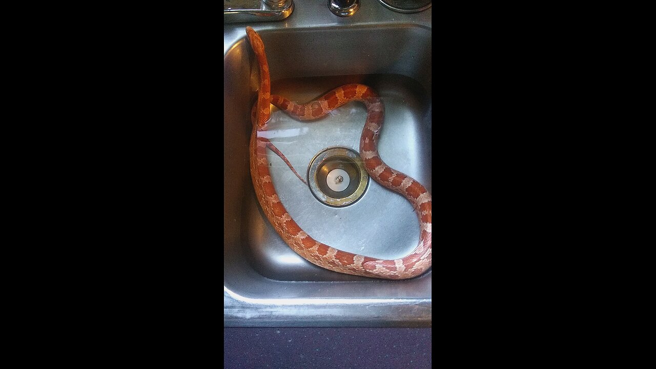 Pet Snake Takes A Bath