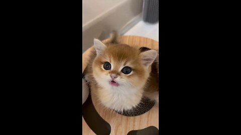 cutecat