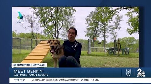 Benny the dog is up for adoption at the Baltimore Humane Society