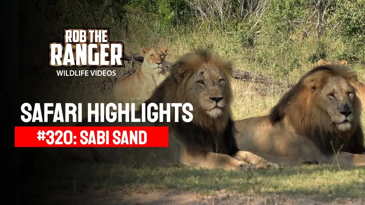 Safari Highlights #320: 06 - 09 February 2015 | Sabi Sand Nature Reserve | Latest Wildlife Sightings