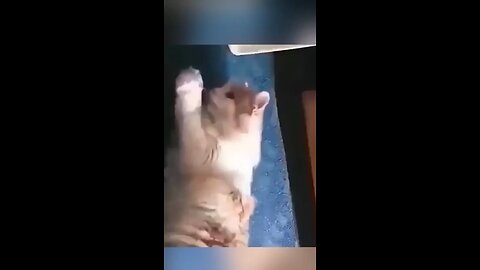 Cat funny video