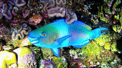 Gigantic beautiful fish creates the sand on our tropical beaches