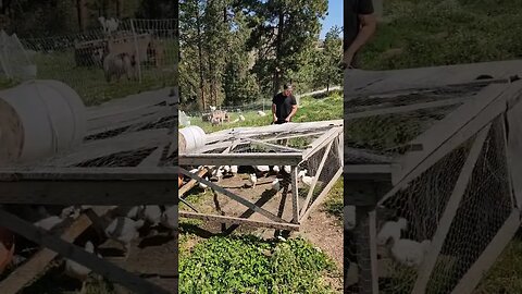 Pasture Raised Chicken#chicken #cornish #chickentractor #shorts
