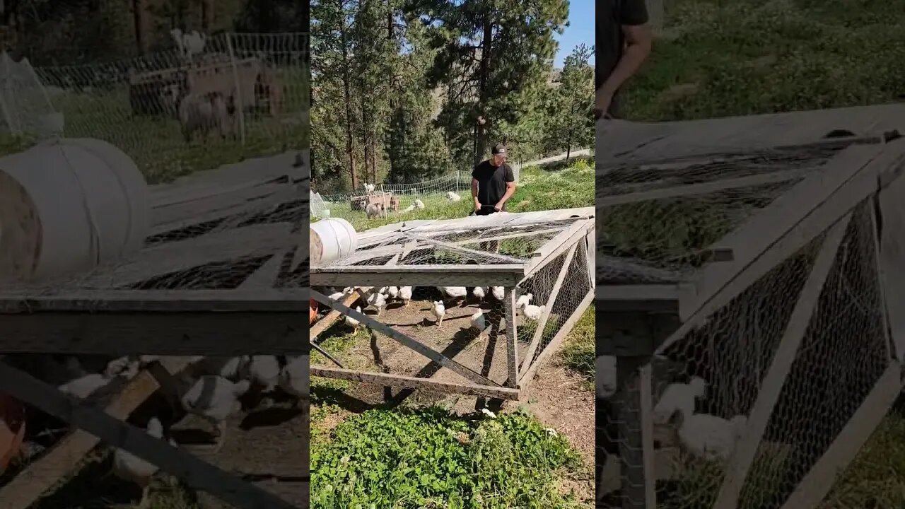 Pasture Raised Chicken#chicken #cornish #chickentractor #shorts