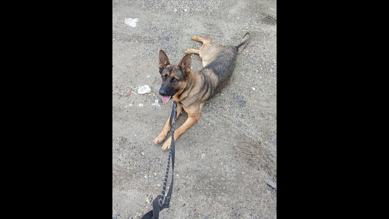 German Sheppard Aya up for Adoption Bratislava