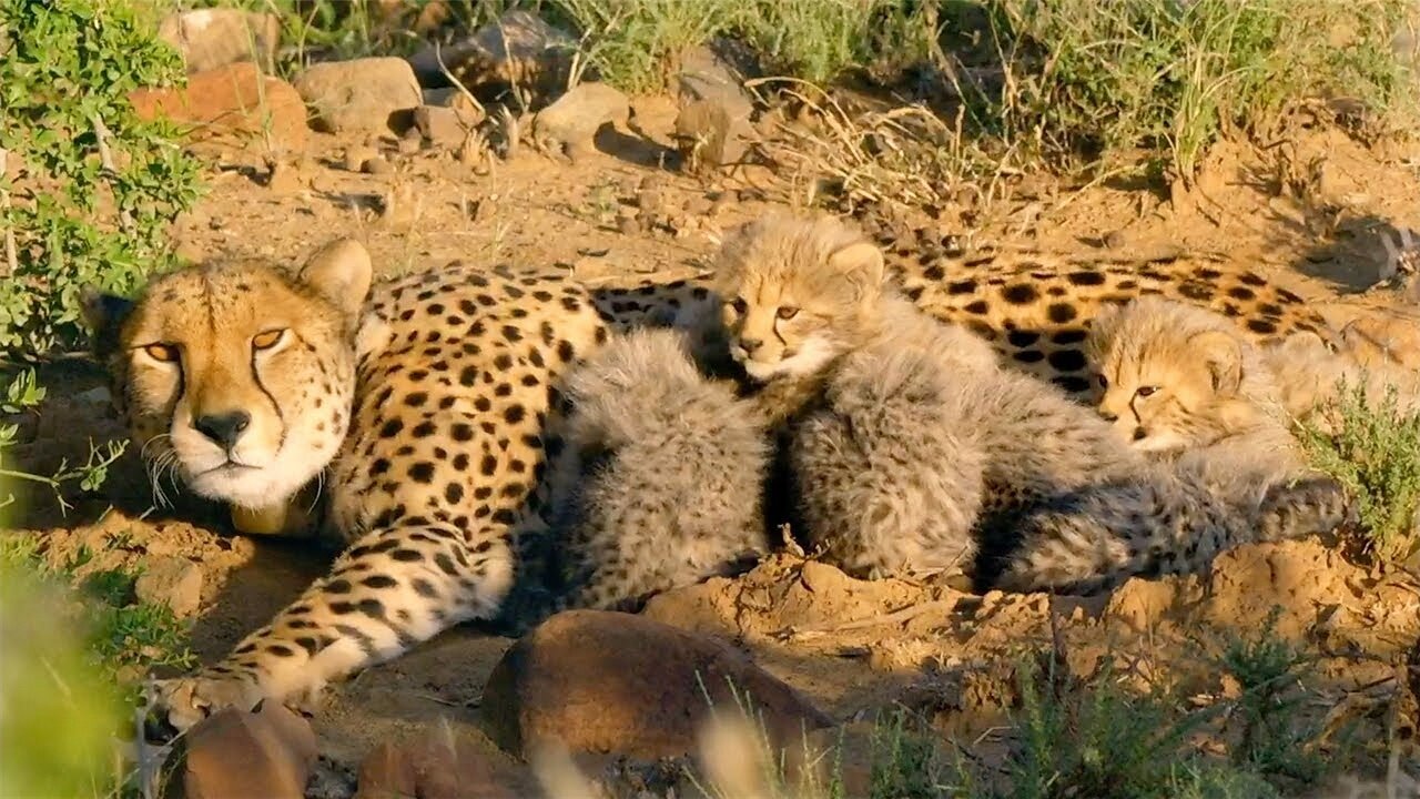 Hungry Cheetah Cubs Need To Eat - The Cheetah Family & Me - BBC Earth