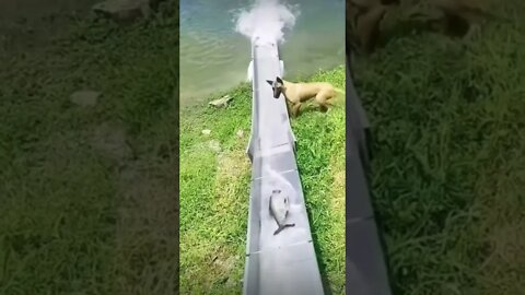 Amazing 🤩 #dog #shorts #saintpee #pets #fishing #hype