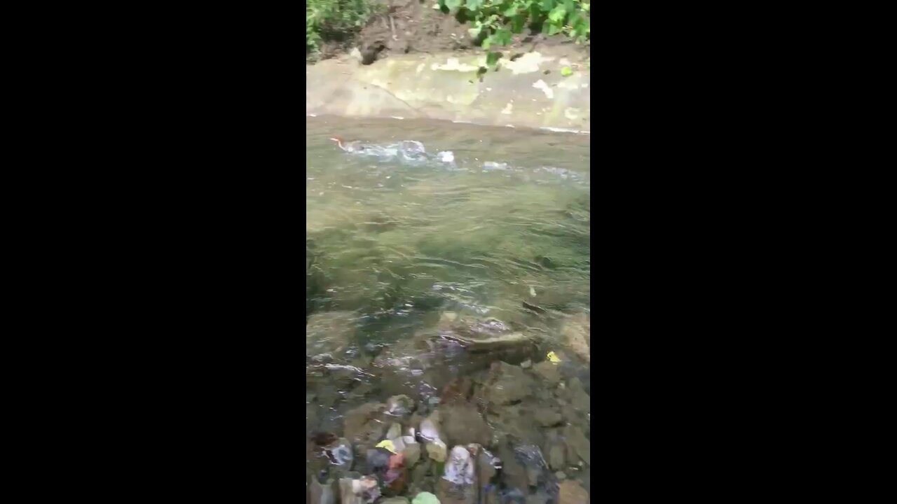 Free as a duck