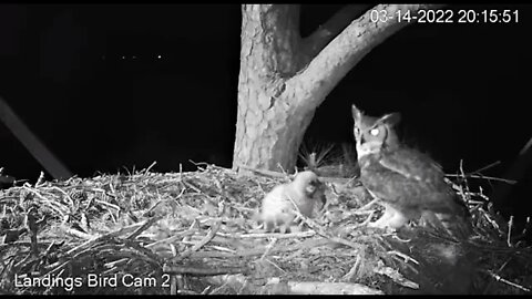 Mom Leaves, Dad Brings a Bat 🦉 3/14/22 19:58