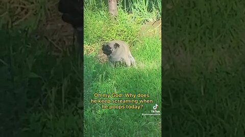 Screaming Dog screams when pooping