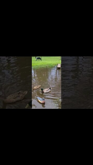 Rouen ducks in the pond. #duck #Rouen #pond #farm
