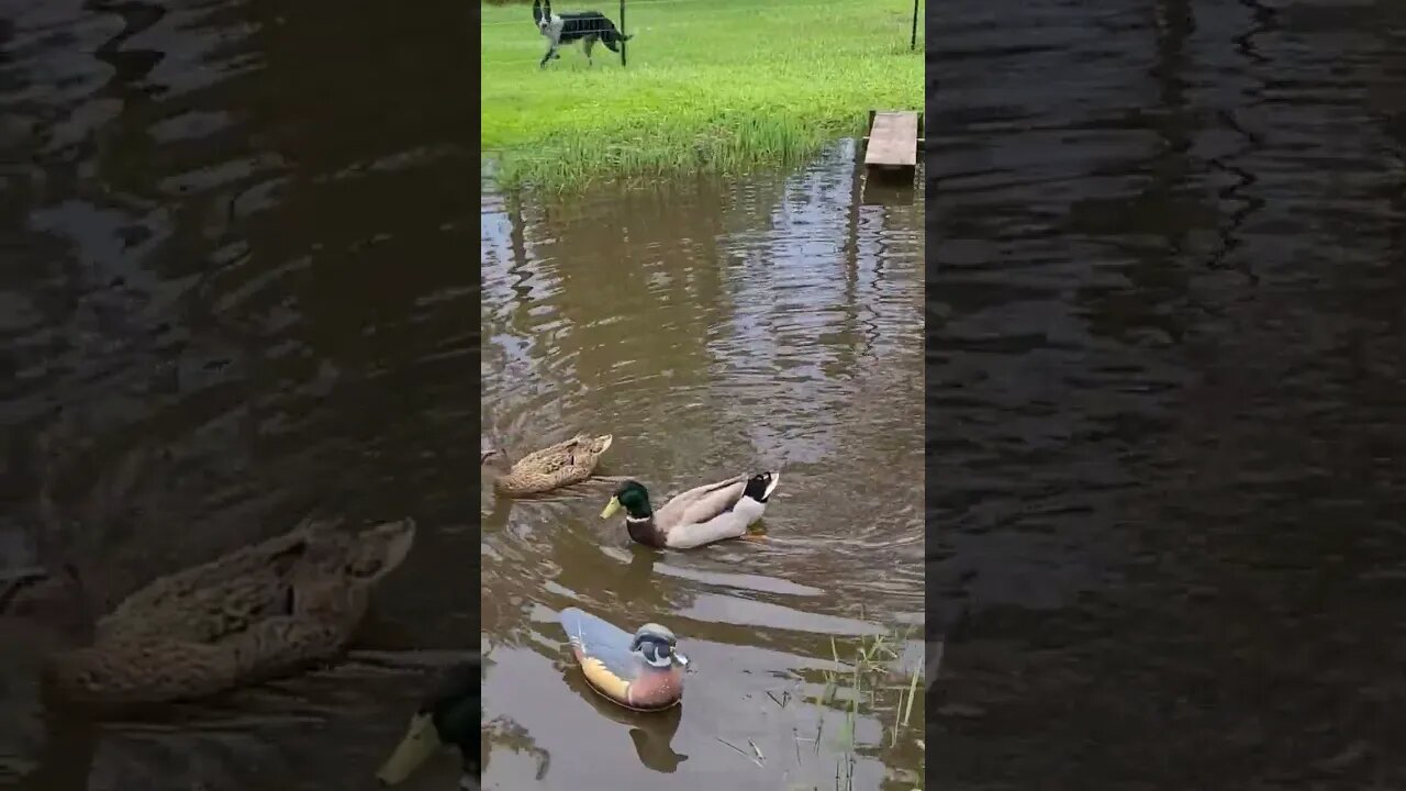 Rouen ducks in the pond. #duck #Rouen #pond #farm