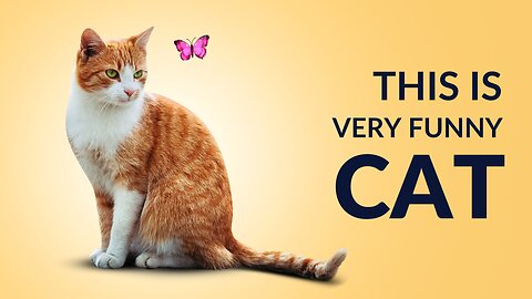 Funny cat