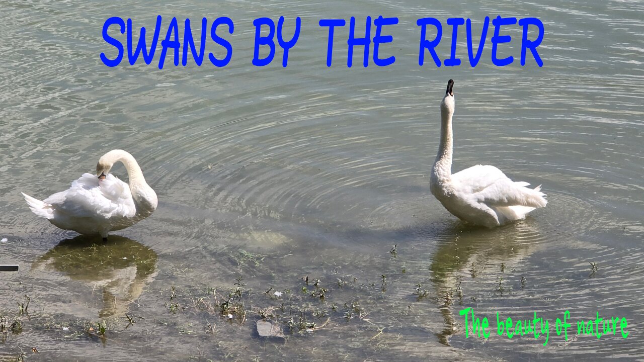 Beautiful swans by the river / white swans in the water.