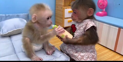 Baby monkey You will regret if you don't watch