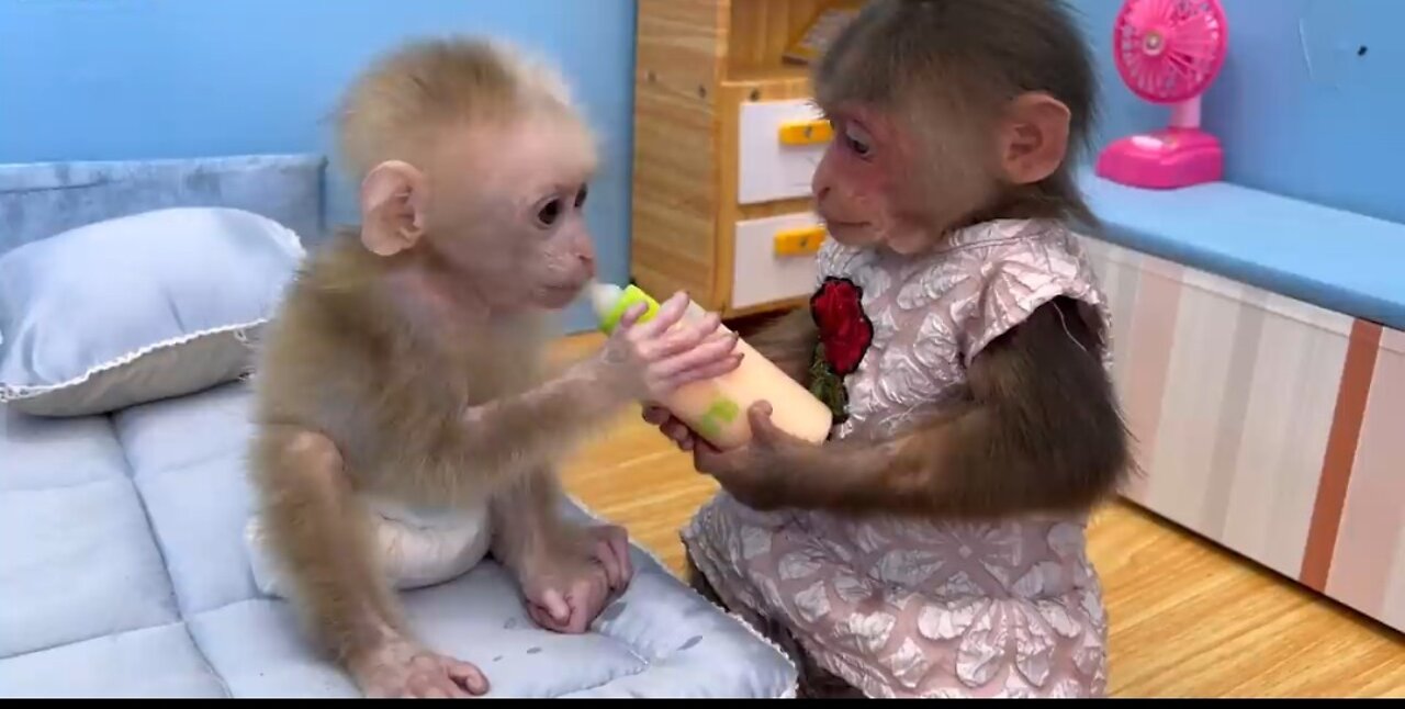 Baby monkey You will regret if you don't watch