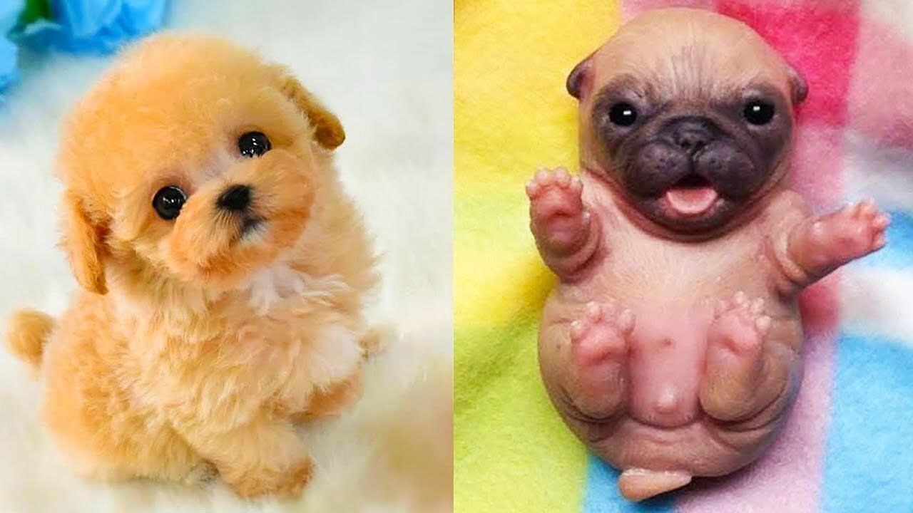 The most beautiful moments of these adorable Cats and Dogs😸🐶