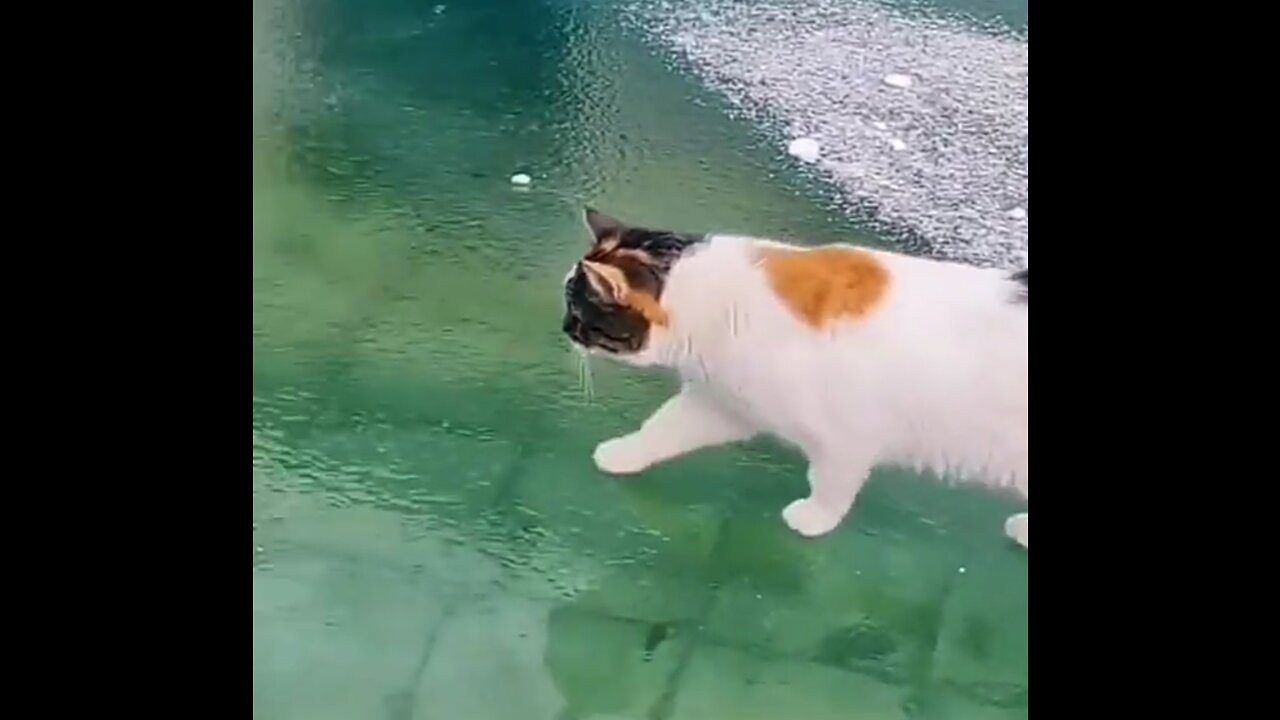 Cat Walking On Ice