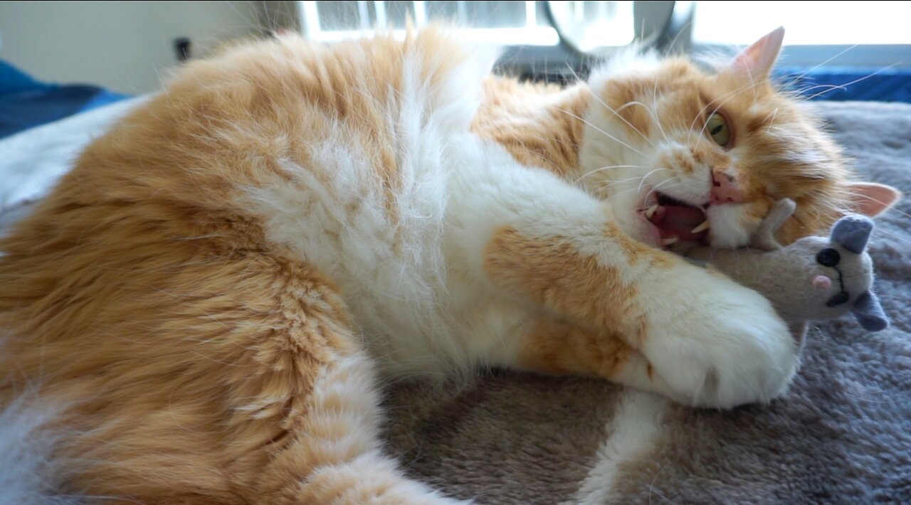 Orange Cat with his Favorite Mouse Toy