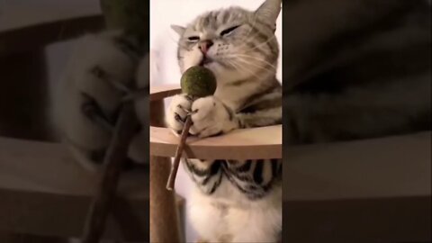 Extreme funny cats get this viral part 2 | #shorts | #viral | #funny