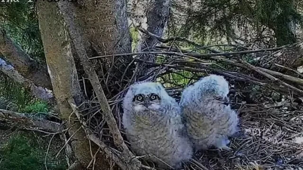 Ellis Bird Farm-Close Up 👀 Mesmerizing Eyes 🦉 5/26/22 17:34