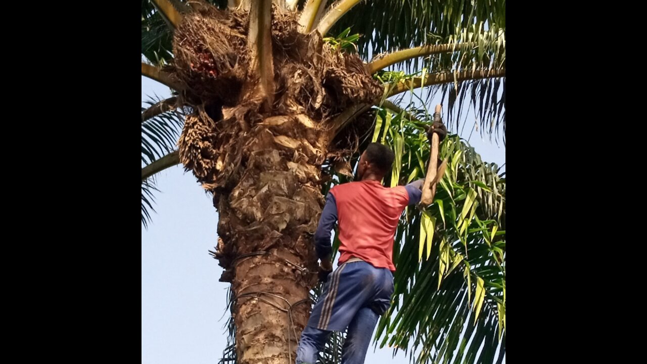 Palm Oil Making In Rural Area Of South-Western Nigeria