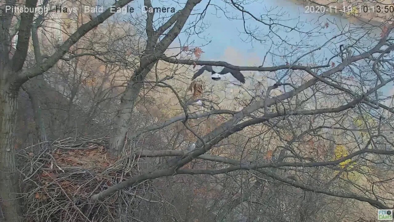 Hays Eagles Mom and Dad fly off nest perch 2020 11 19 1013am