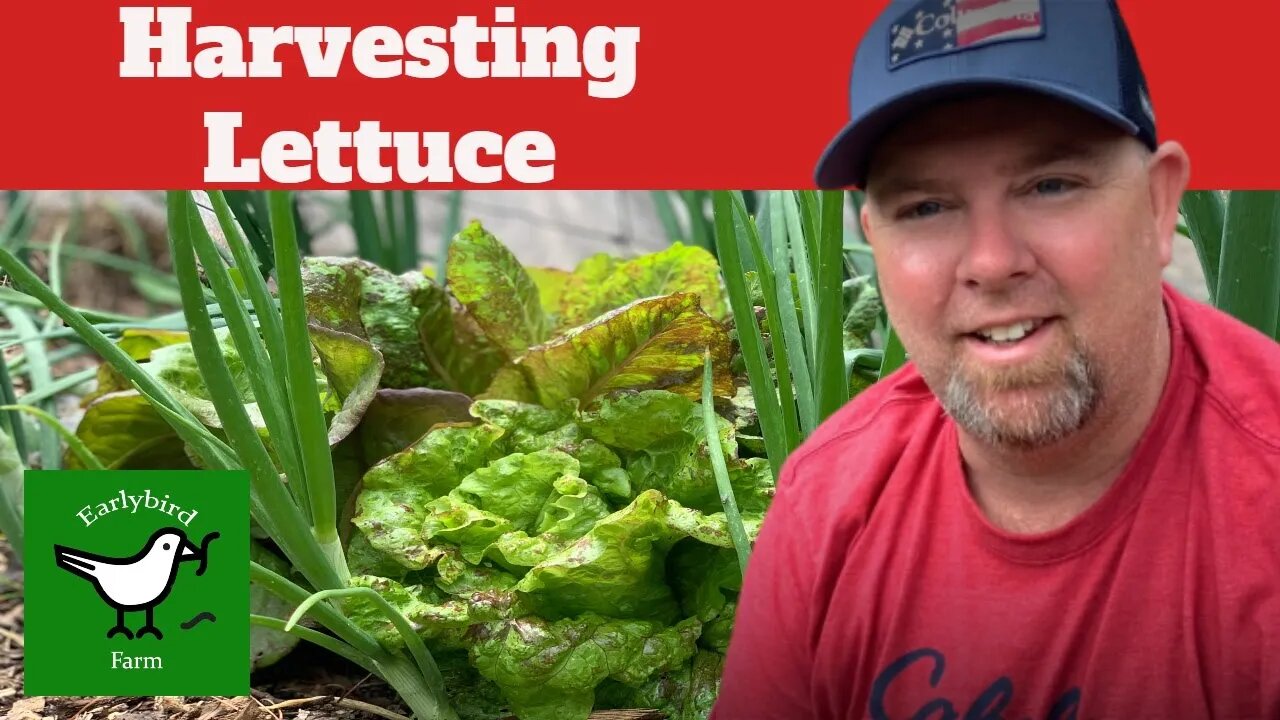 Harvesting Lettuce from my Garden