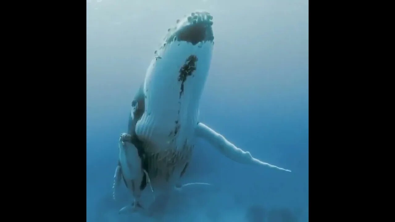 Mother Whale Swimming With Calf