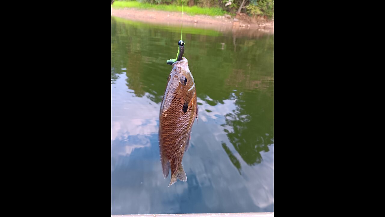 #catching bluegill