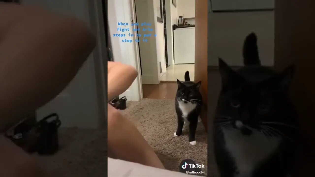 Cat Tries to Break Up Playfight I TikTok I @mthoodver