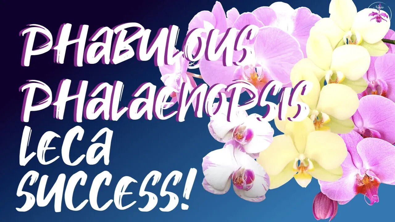 Phalaenopsis | Leca & Self-watering | The Basics | SUCCESS NO MATTER THE ENVIRONMENT #CareCollab