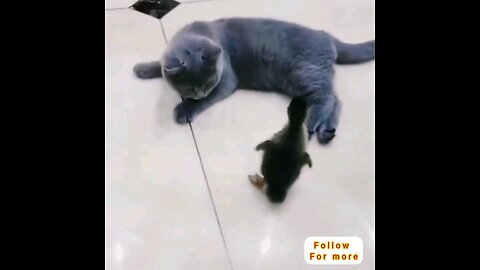funny cat don.t touch my body part 🤣🤣 interesting video