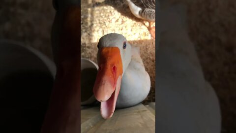 Goose attacks me wherever I’m near him