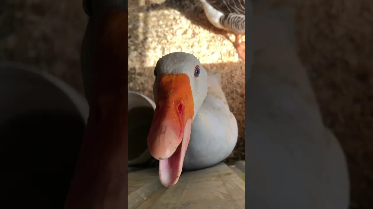 Goose attacks me wherever I’m near him