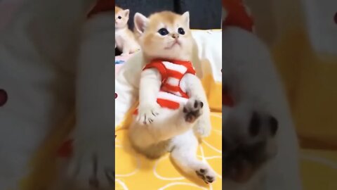 Cat Cute #reels #shorts #cat #funny