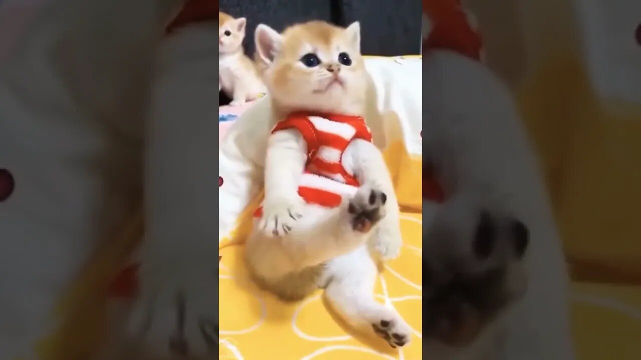 Cat Cute #reels #shorts #cat #funny