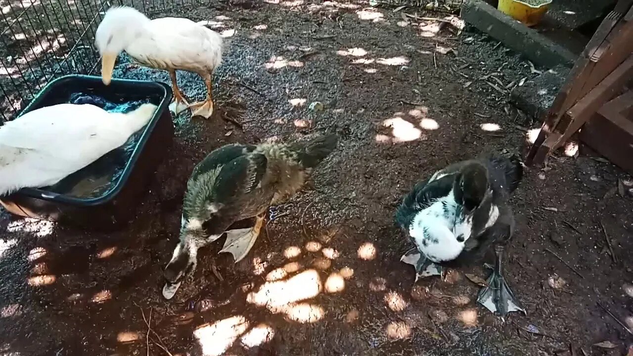 Indian Runner and Muscovy Ducks,