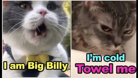Cats talking !! these cats can speak english better than hooman