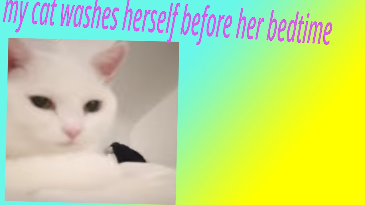 Kitty night shower time