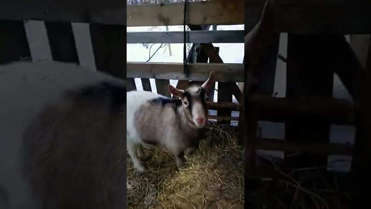 Goat Bed