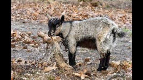 Cute Baby Goat Cries For His Mommy | Cute Goat Video