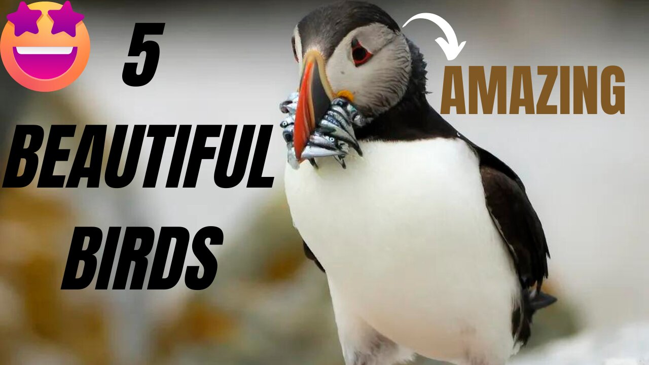 5 unknow Beautiful Birds in the world