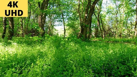 Природа Кавказа Звуки леса, Соловей, первые цветы, Весенний лес.